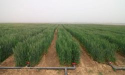روش آبیاری گندم در مناطق خشک