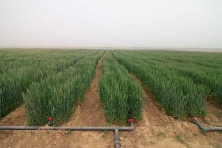 روش آبیاری گندم در مناطق خشک
